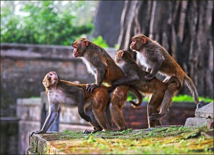Sjellja e paraardheseve te njeriut, perpara se te beheshin pasardhes te majmunit